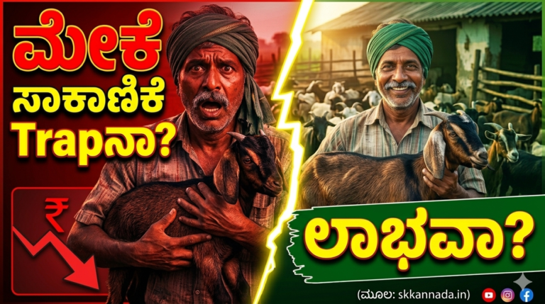 “ಮೇಕೆ ಸಾಕಾಣಿಕೆ ಲಾಭ ಎಷ್ಟು? ಮೇಕೆ ಫಾರ್ಮ್‌ನಲ್ಲಿ ಮೇಕೆಗಳನ್ನು ಸಾಕುತ್ತಿರುವ ರೈತ, Goat Farming Kannada”