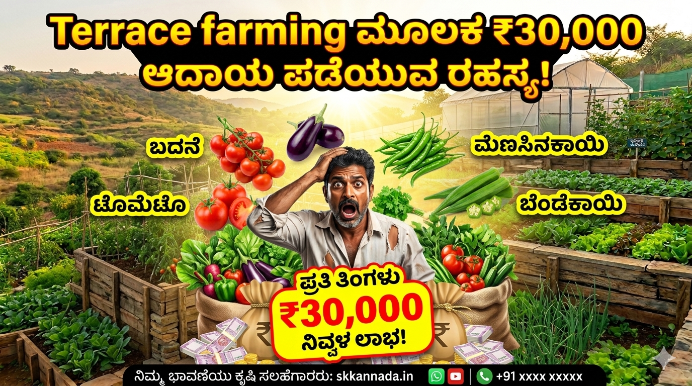“ಮನೆ ಮೇಲ್ಛಾವಣಿಯಲ್ಲಿ ತರಕಾರಿ ಬೆಳೆಸಿ ಆದಾಯ ಗಳಿಸುತ್ತಿರುವ terrace farming setup”